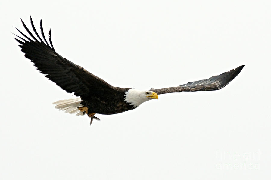 Eagle with Fish Photograph by Larry Ricker