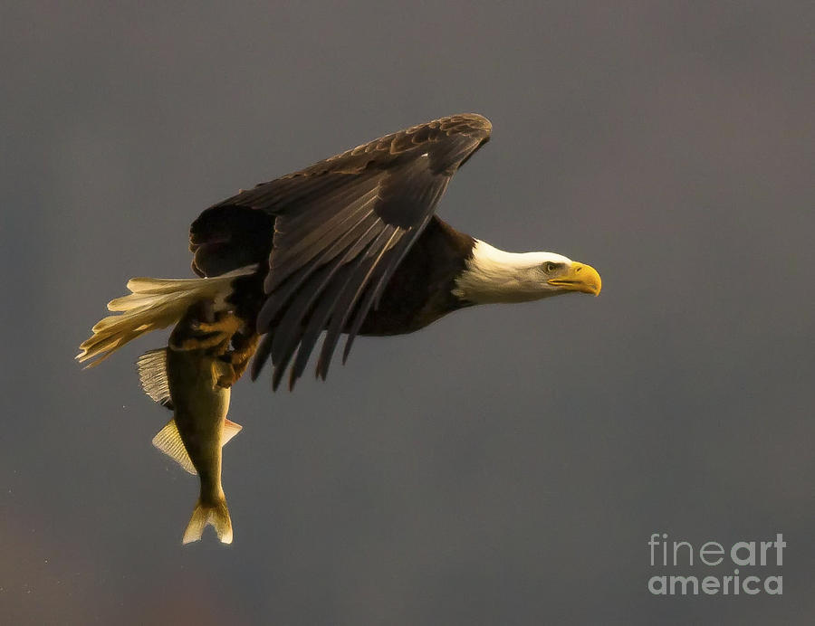 Wildlife Photograph - Eagle with Fish by Ursula Lawrence