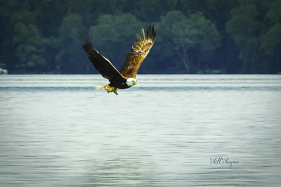 Eagle with Fish Photograph by Will Wagner