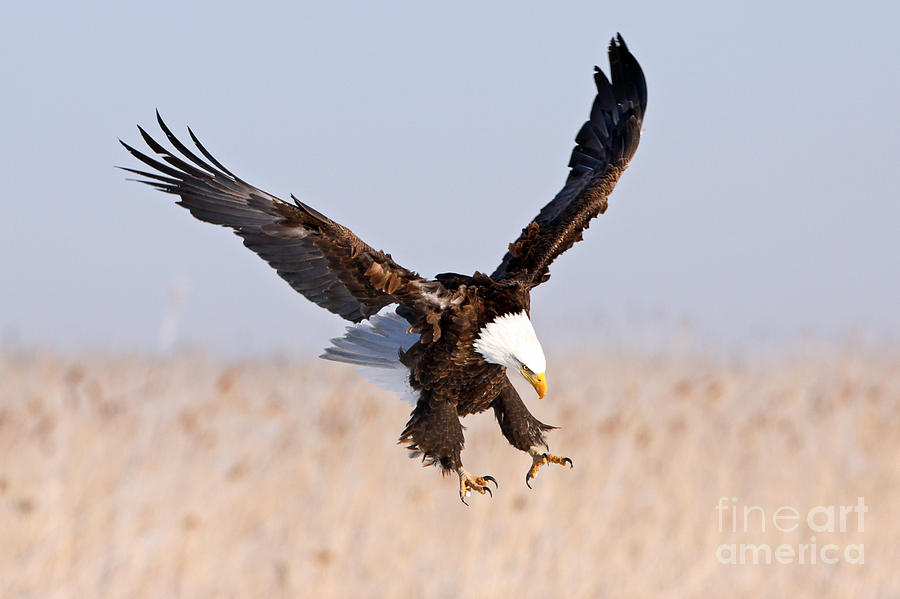 Eagle X Photograph by Bill Singleton
