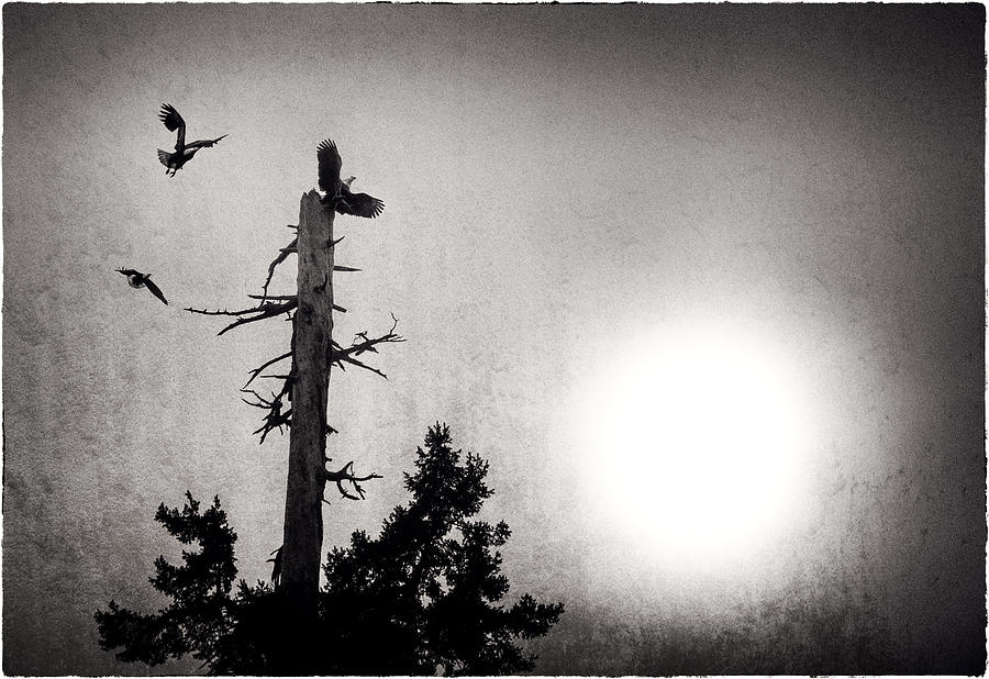 Eagles and old tree in sunset silhouette Photograph by Peter V Quenter