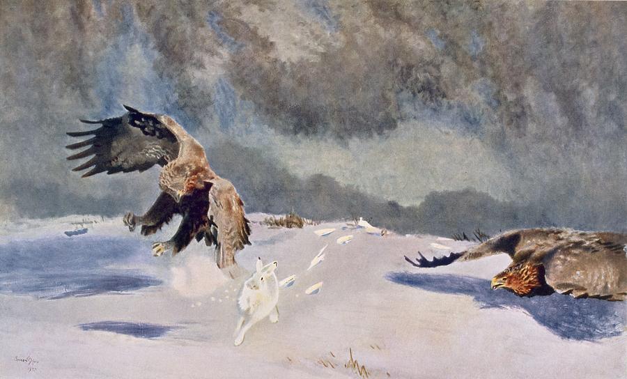 Winter Drawing - Eagles And Rabbit, 1922 by Bruno Andreas Liljefors