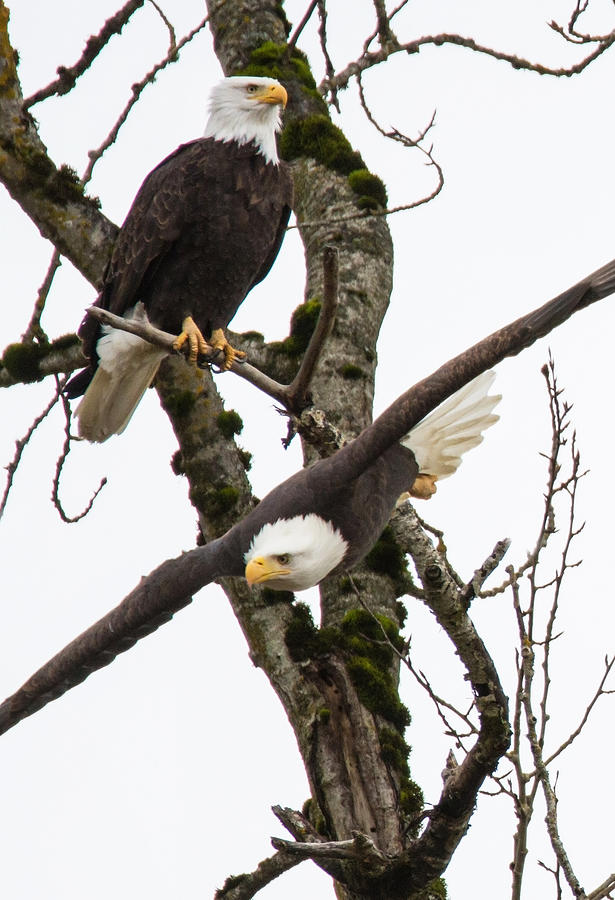 Eagles Photograph by Angie Vogel