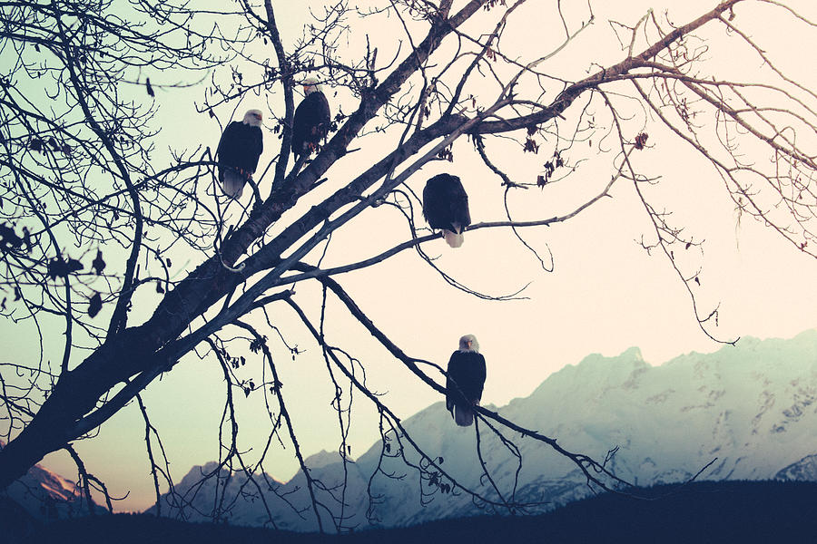 Eagles at Sunset Photograph by Michele Cornelius