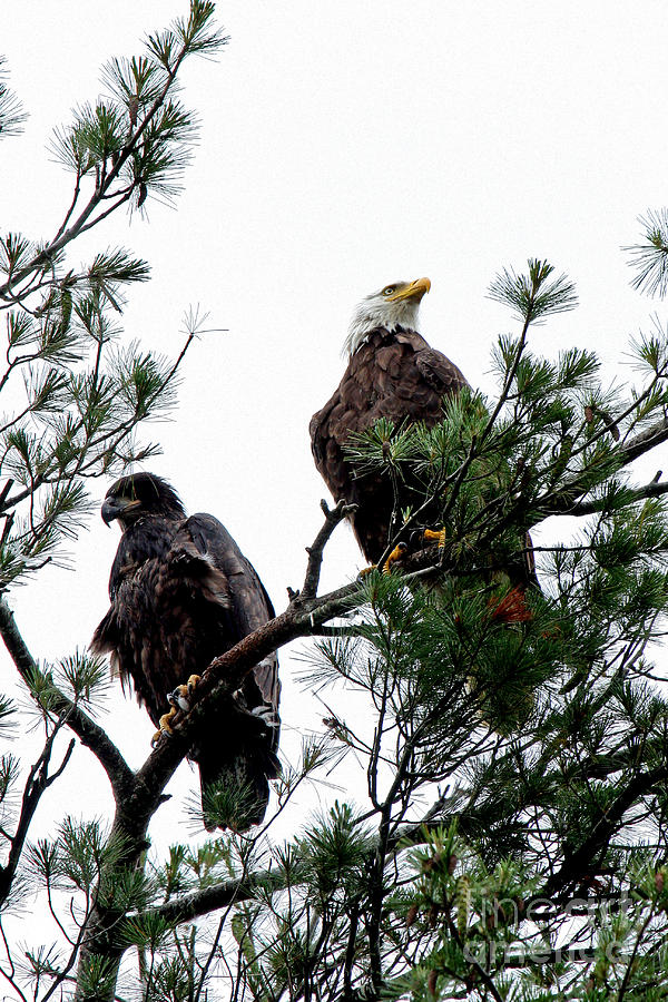 Eagles Photograph by Butch Lombardi