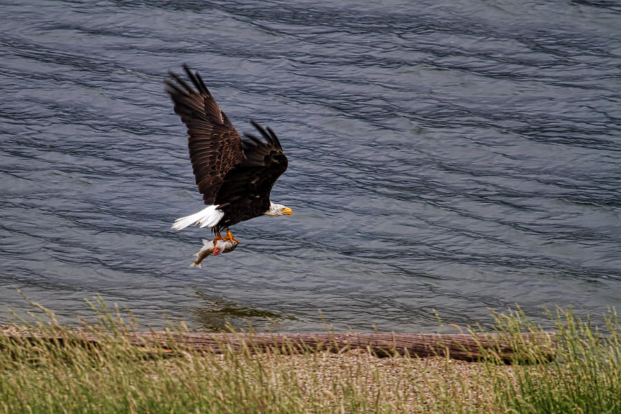 Eagles Catch Photograph by Steve McKinzie