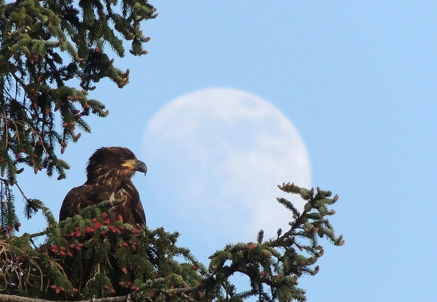 Eagle Photograph - Eagle eye view by Karen Horn