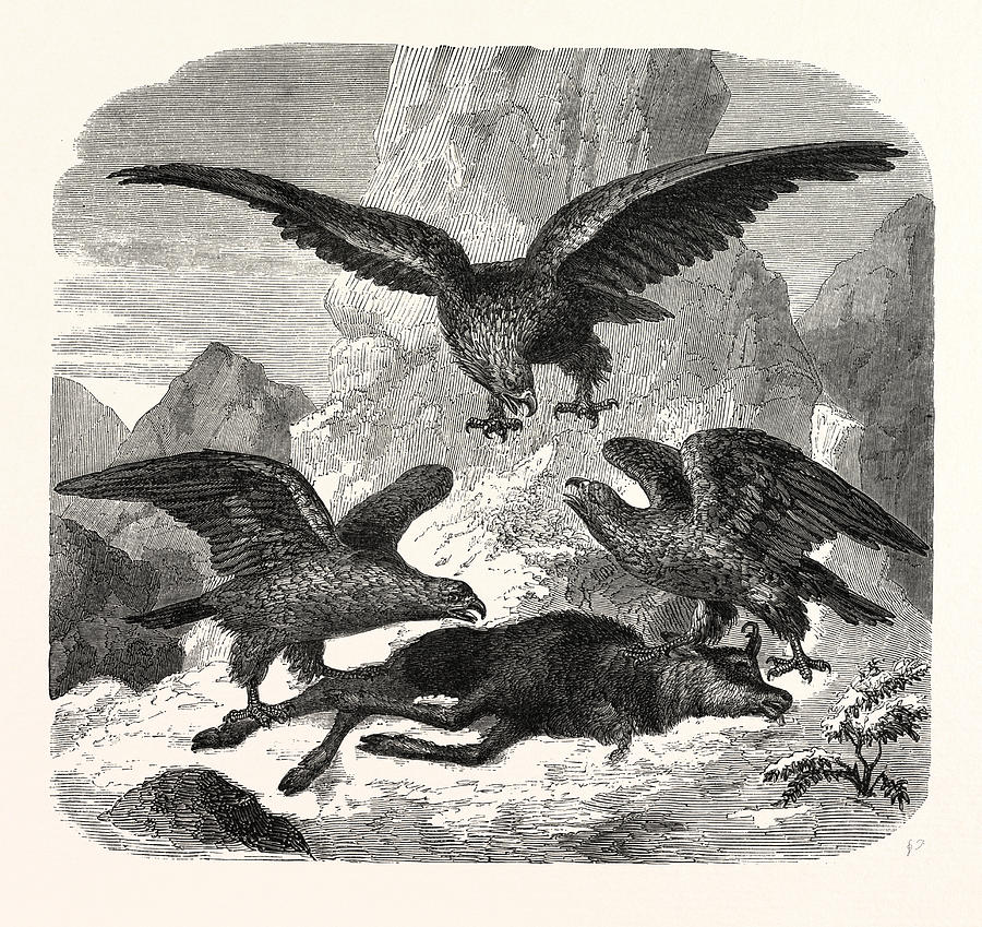 Eagles Fighting Over A Chamois. Mountains Drawing by Litz Collection ...