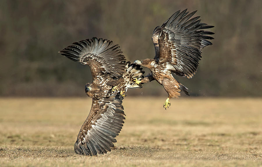 Eagles Fighting Photograph by Xavier Ortega