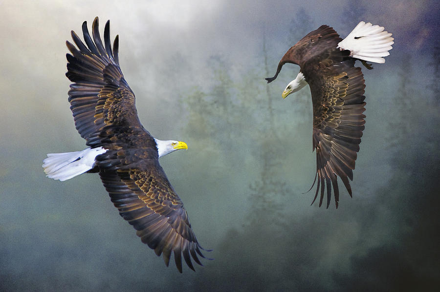 Eagles Flight Display Photograph by Brian Tarr