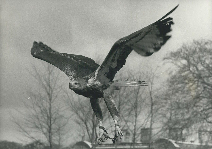 Eagles From Manila Enjoy Fishing On Earls Estate Photograph by Retro Images Archive