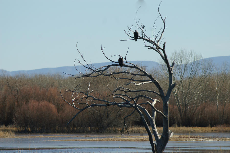 Eagles in Tree Photograph by James Gay