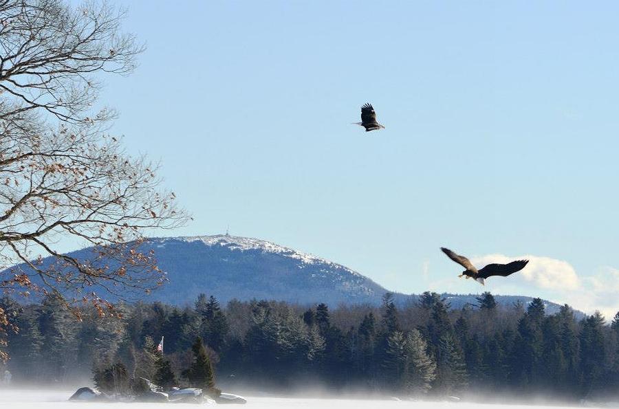 Eagles In Winter Flight Photograph By Lena Hatch Pixels