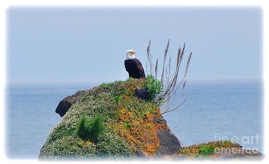 Eagles Landing Photograph by Phillip Garcia