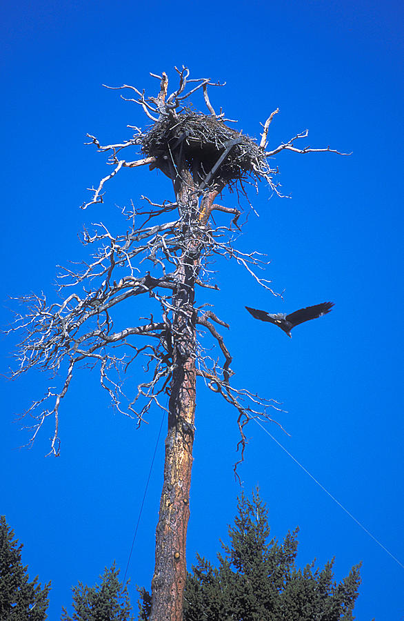 Eagles Nest Photograph