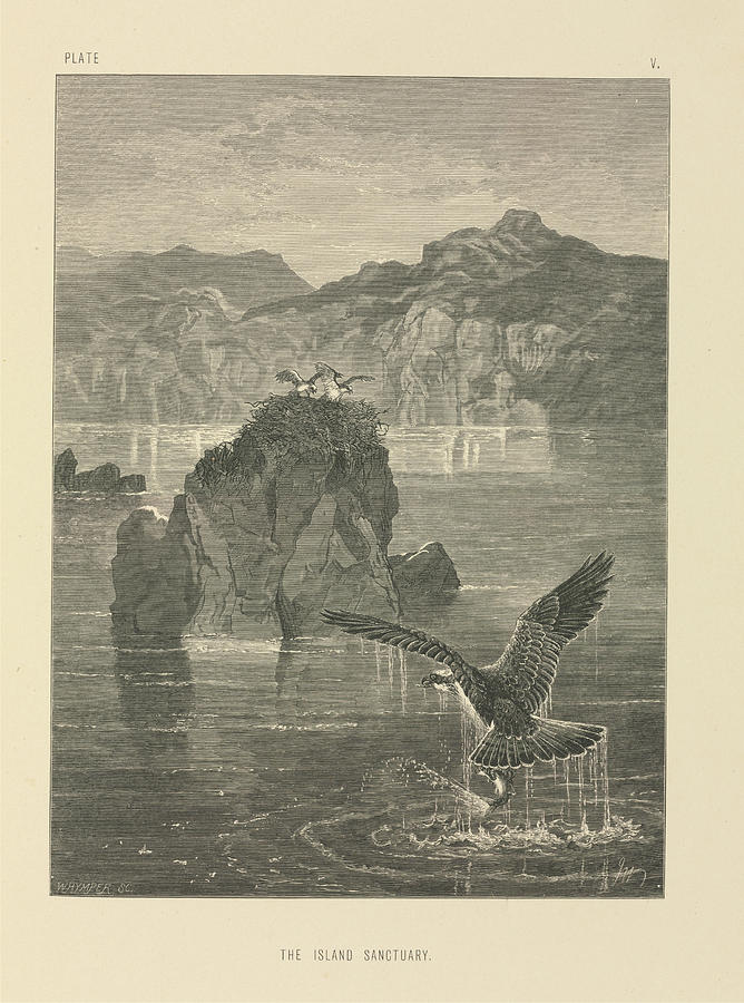 Eagles Nest Photograph by Natural History Museum, London/science Photo Library