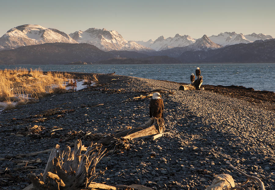 Eagles on an Alaskan Beach Photograph by Michele Cornelius