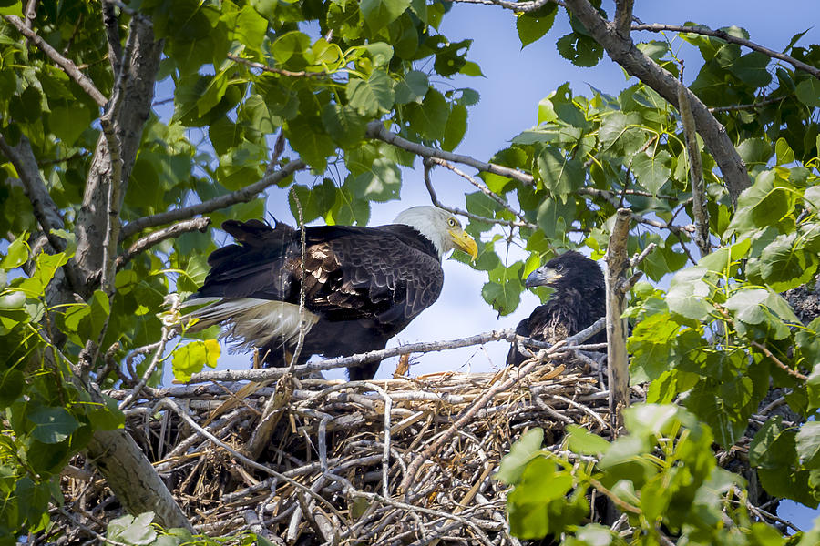 Eaglet Discipline Photograph by Jack R Perry