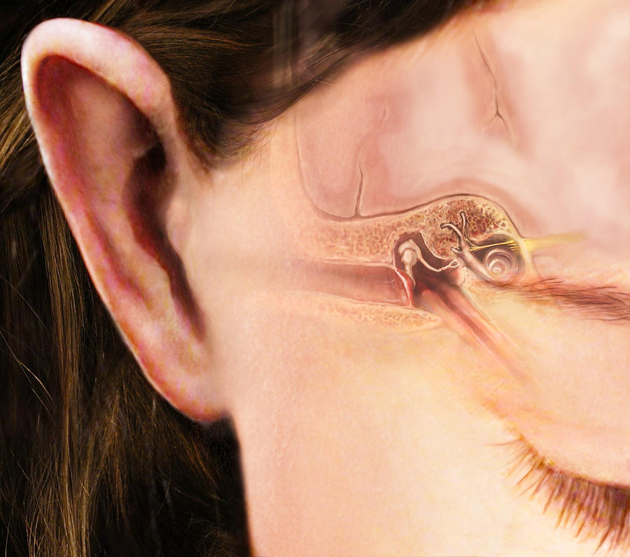 Ear Photograph by Anatomical Travelogue