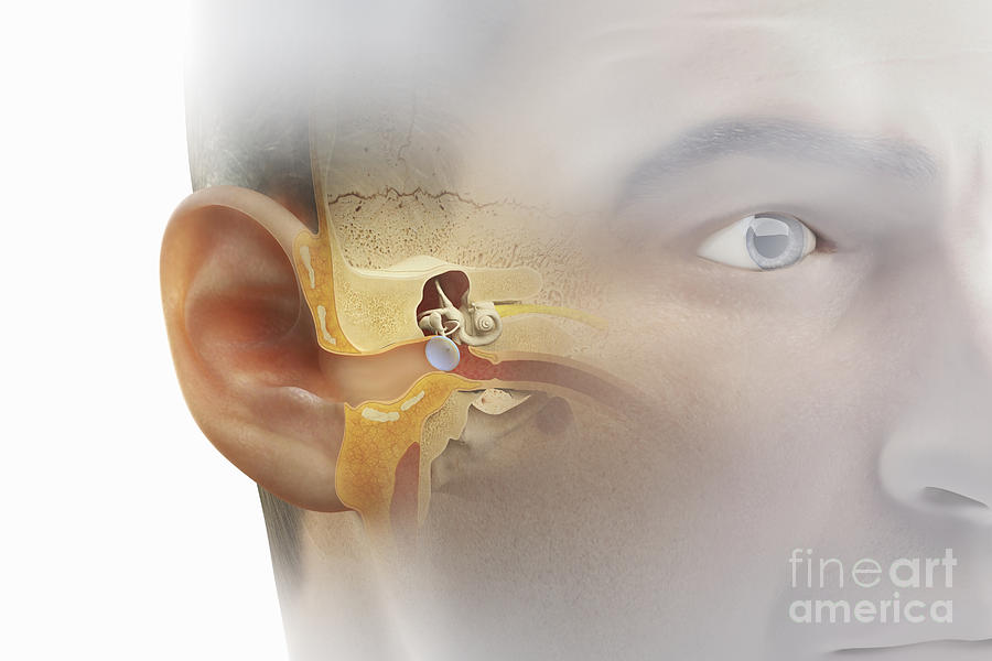 Ear Anatomy Photograph by Science Picture Co