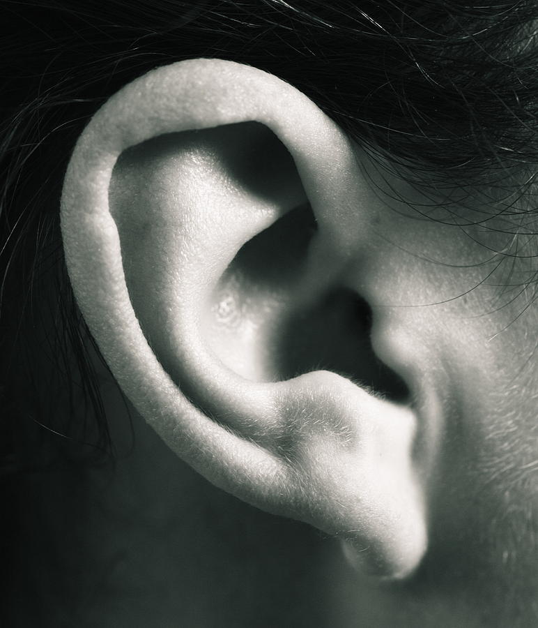 Ear by Bluestone/science Photo Library