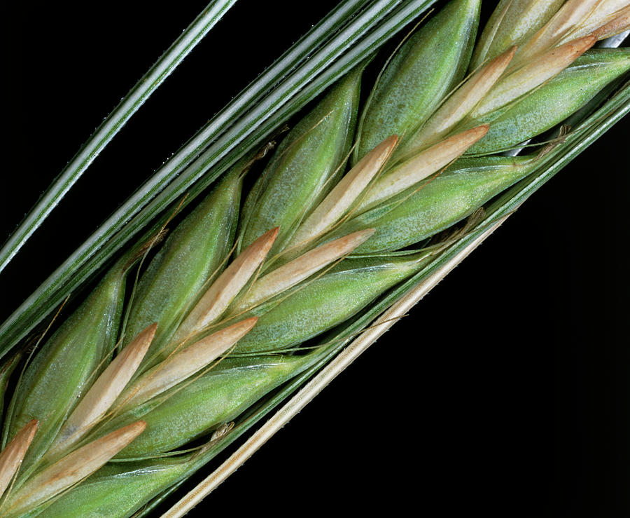 Ear Of Barley Photograph by Adam Hart-davis/science Photo Library