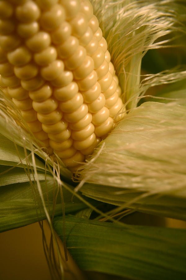 Ear Of Corn Photograph by Science Source