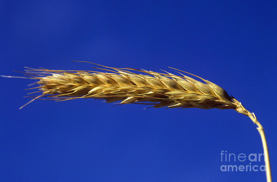 Ear Of Wheat Photograph by Publiphoto