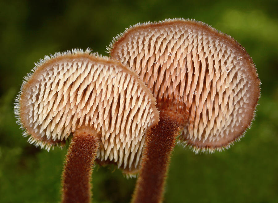 fungi science