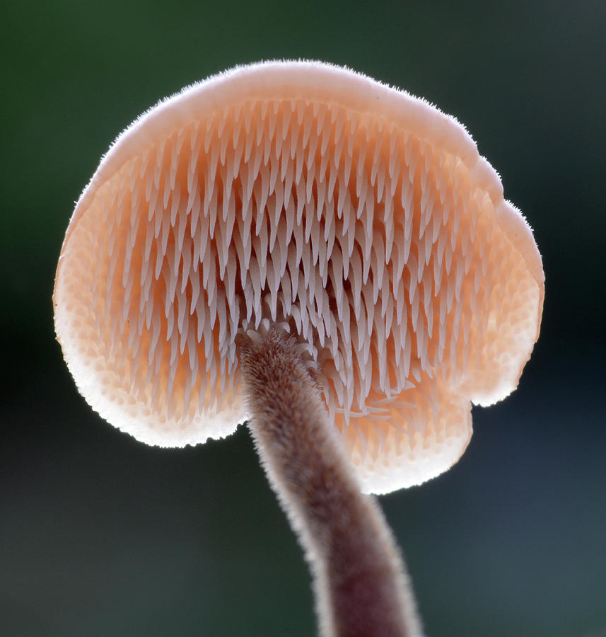 Ear Pick Fungus Spines Photograph by Nigel Downer/science Photo Library ...