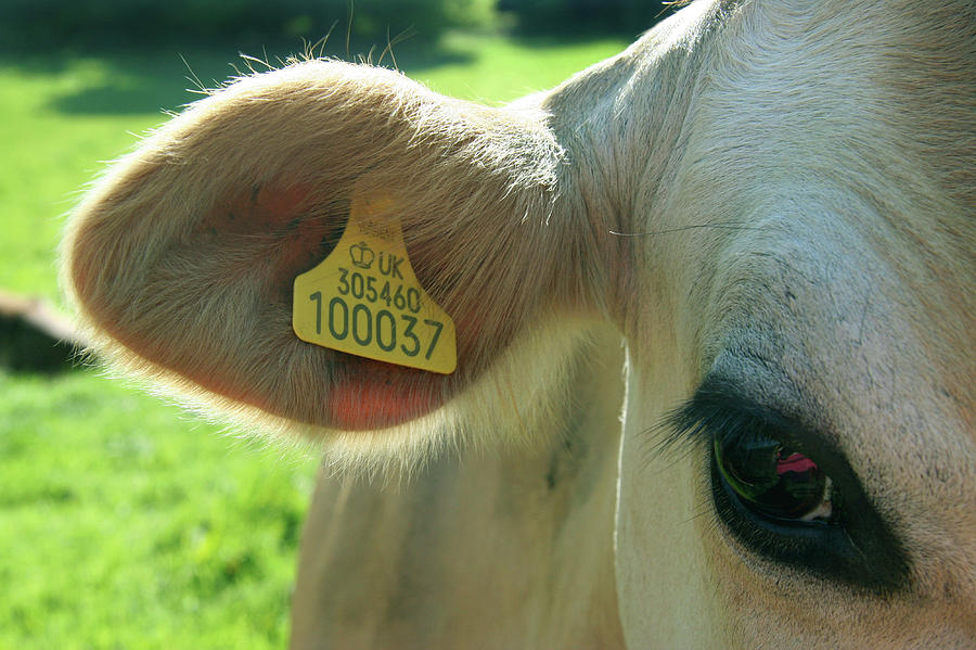 Ear Tag Photograph By Cordelia Molloyscience Photo Library Pixels 4765