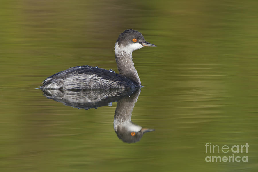 Nature Photograph - Eared grebe reflection by Bryan Keil