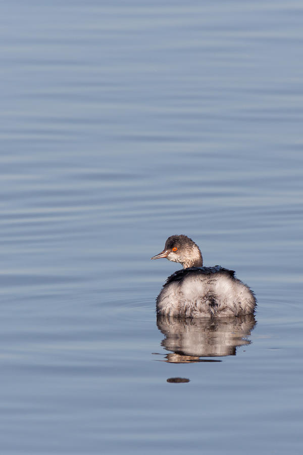 Eared Grebe Swimming Photograph by Kathleen Bishop