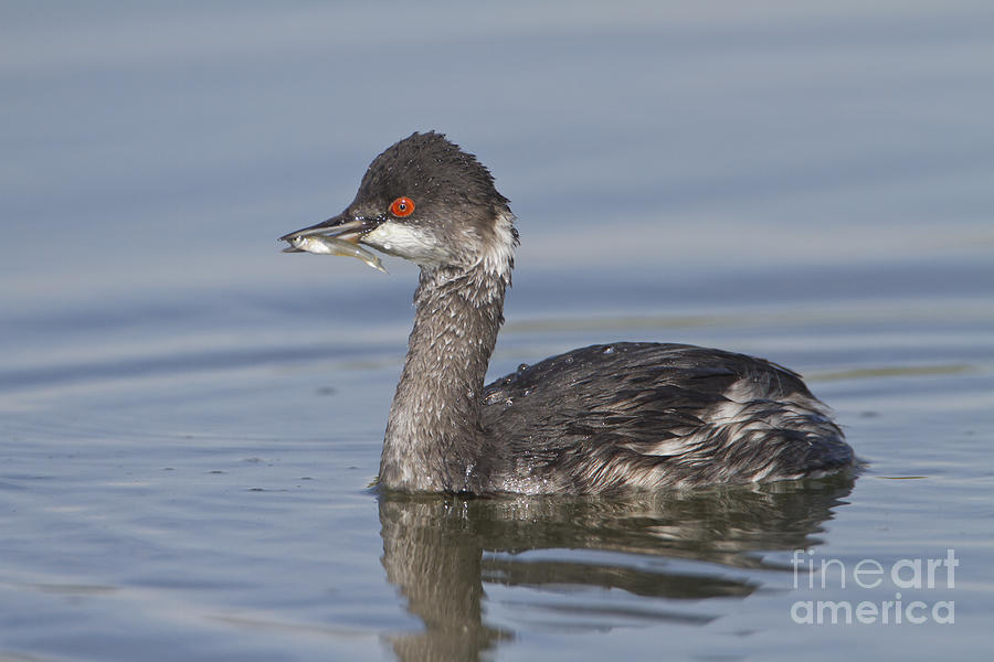Nature Photograph - Eared grebe with breakfast by Bryan Keil