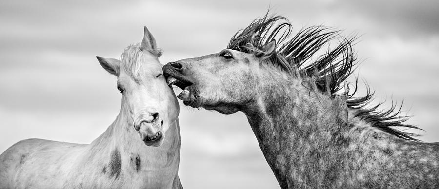Horse Photograph - Earful by Tim Booth