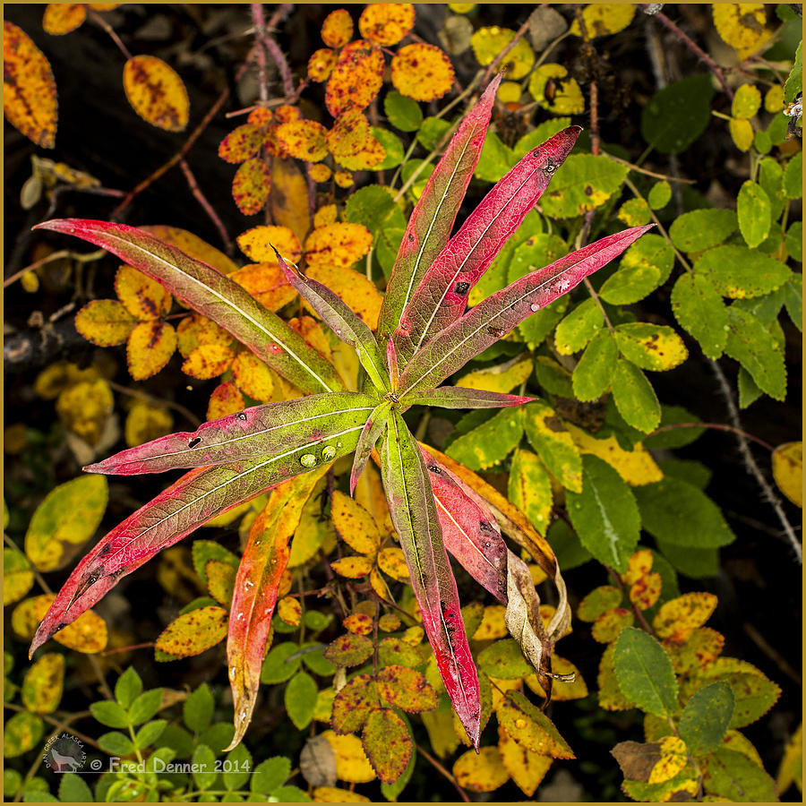 Early Fall Fireweed Photograph by Fred Denner