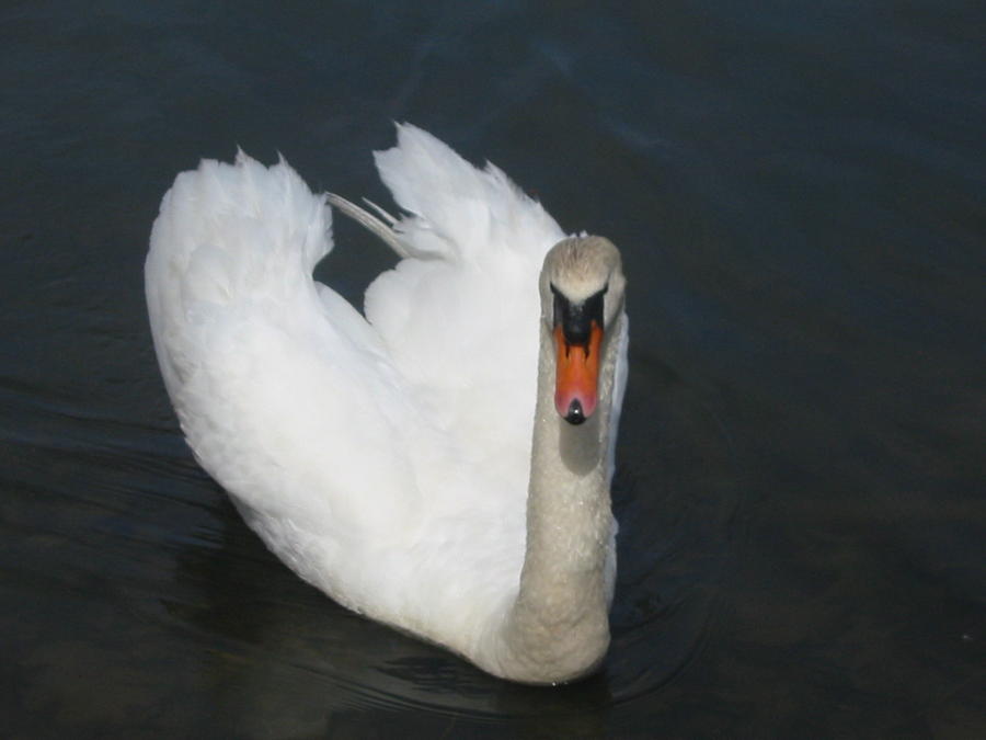 Swan Photograph - Earl by Janet Moses