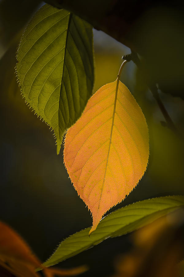 Early Autumn Color II Photograph by Robert Mitchell