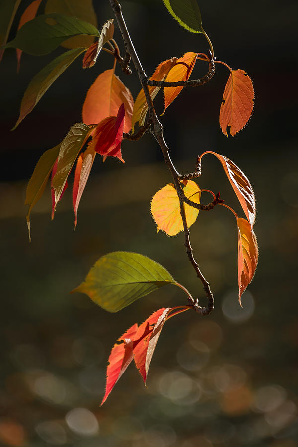 Early Autumn Color Photograph by Robert Mitchell