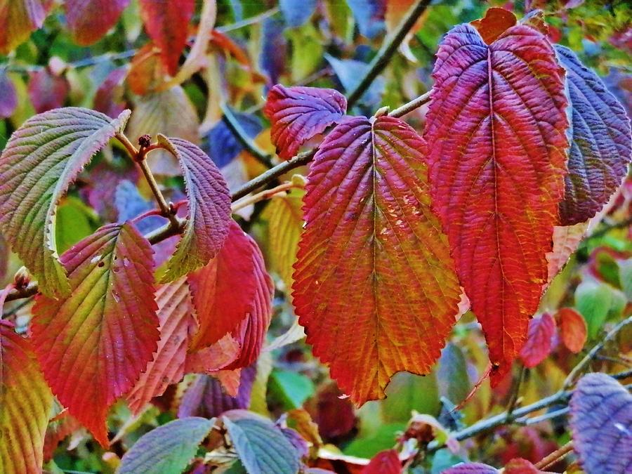 Early Autumn Leaves Photograph by VLee Watson