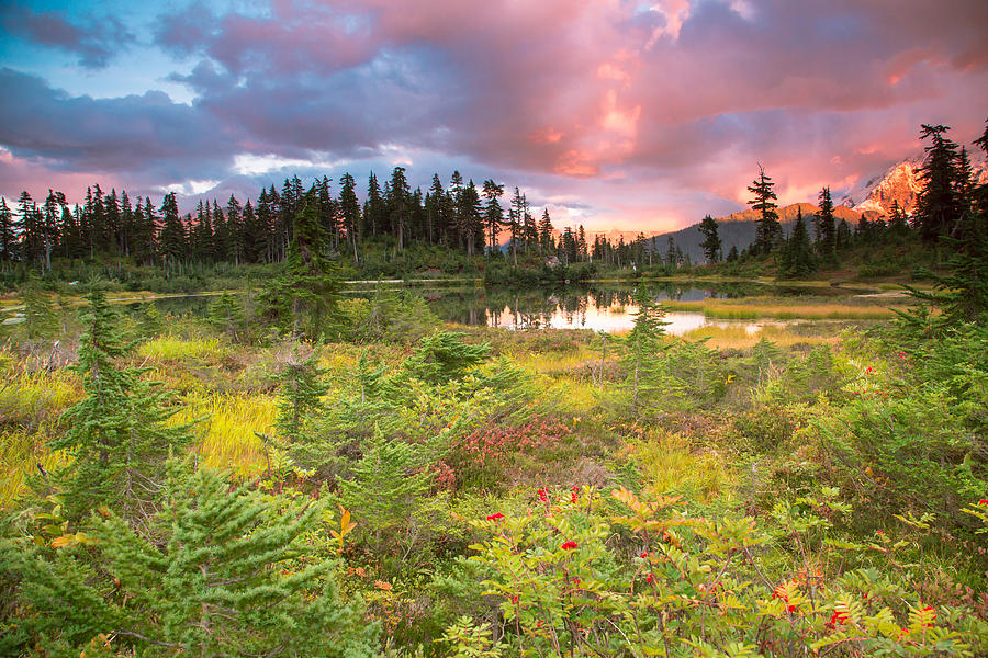 Early autumn meadow sunset at Mt Baker Photograph by Eti Reid
