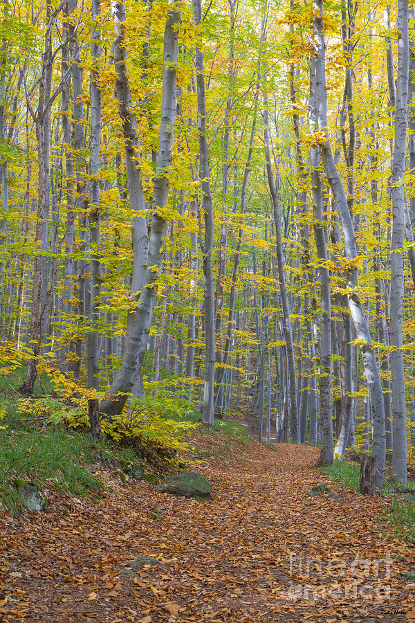 Early Autumn Mountain Forest Bulgaria Photograph by Jivko Nakev
