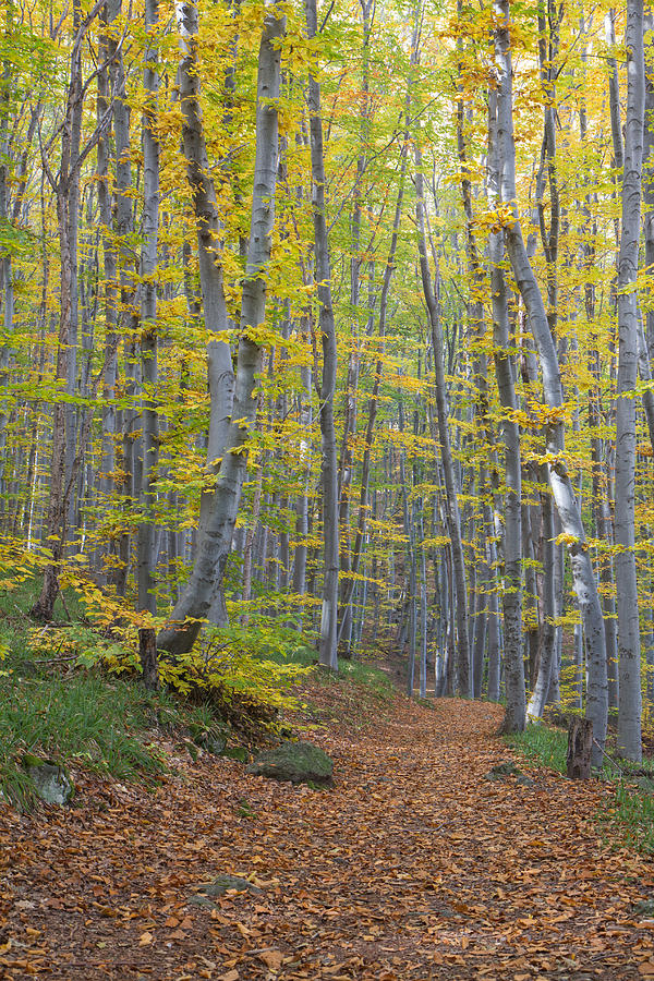 Early Autumn Vitosha Mountain Forest Bulgaria Photograph by Jivko Nakev