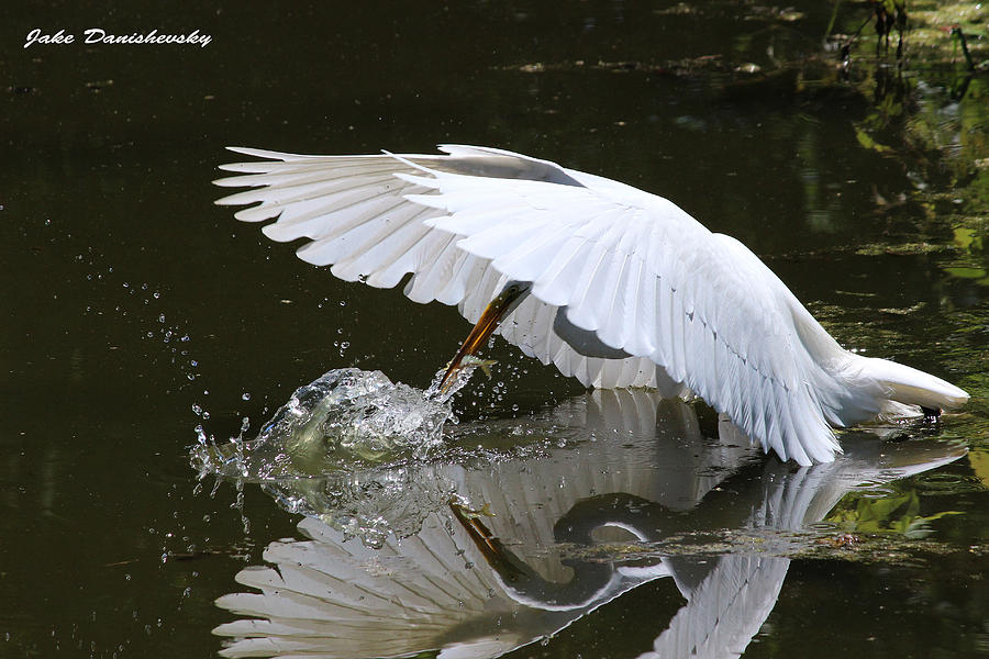 Bird Photograph - Early Bird Catches a ... Fish by Jake Danishevsky