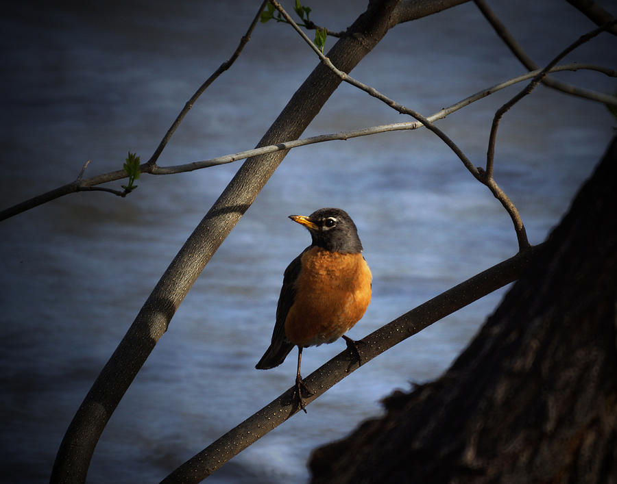 Animal Photograph - Early Bird by Ernest Echols