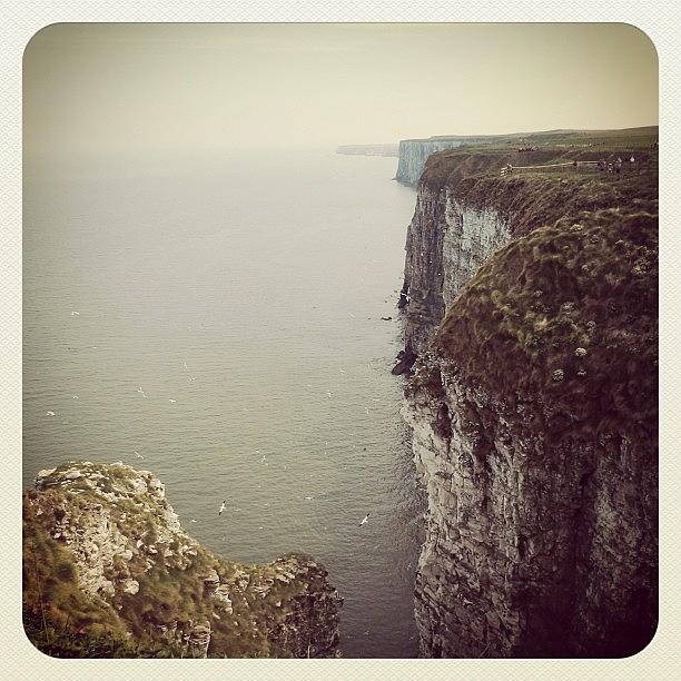 Early Bird Filter For Bempton Cliffs Photograph by Paul Taylor