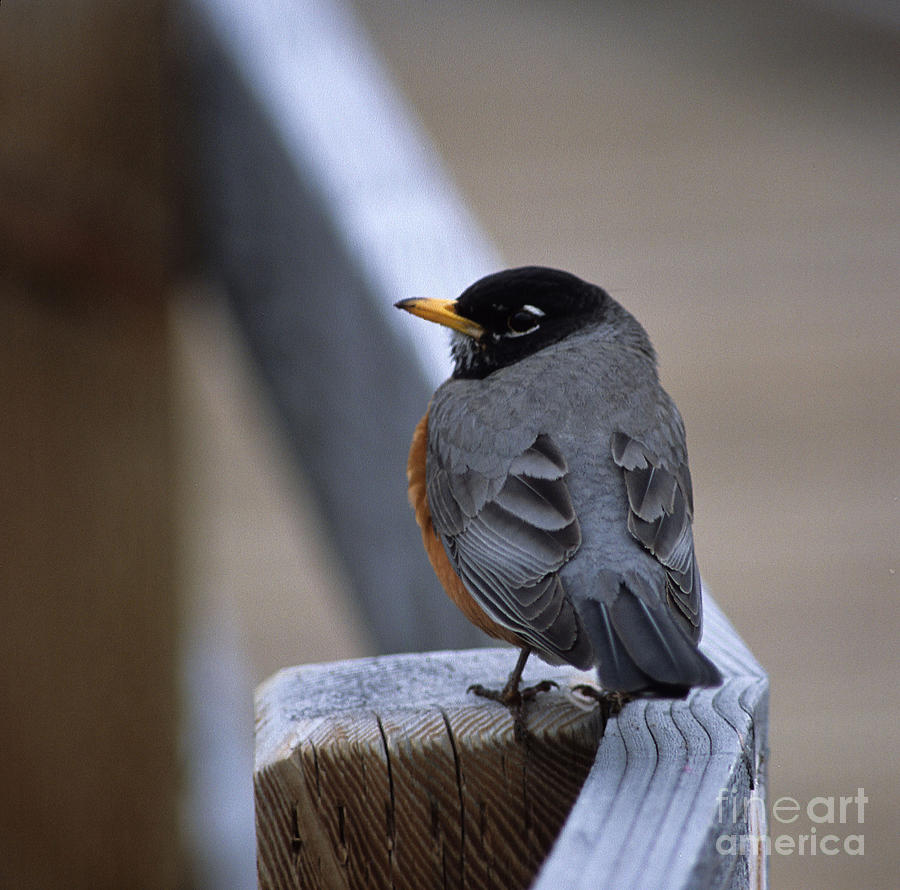 Early Bird Photograph by Sharon Elliott