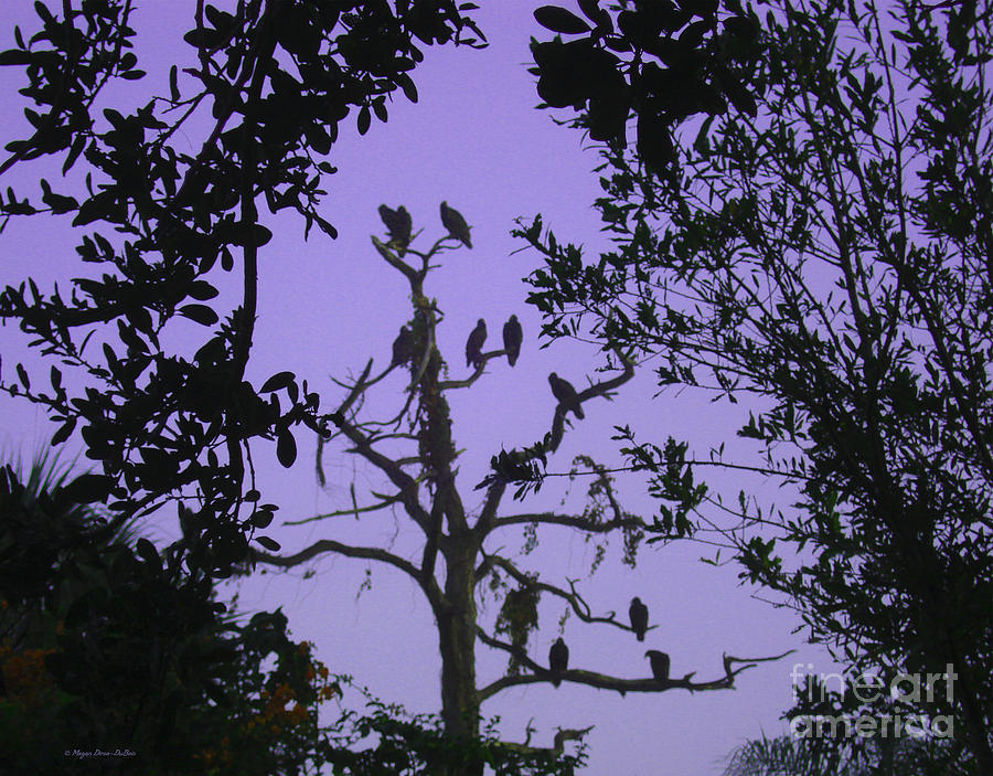 Early Birds w/Hue Photograph by Megan Dirsa-DuBois