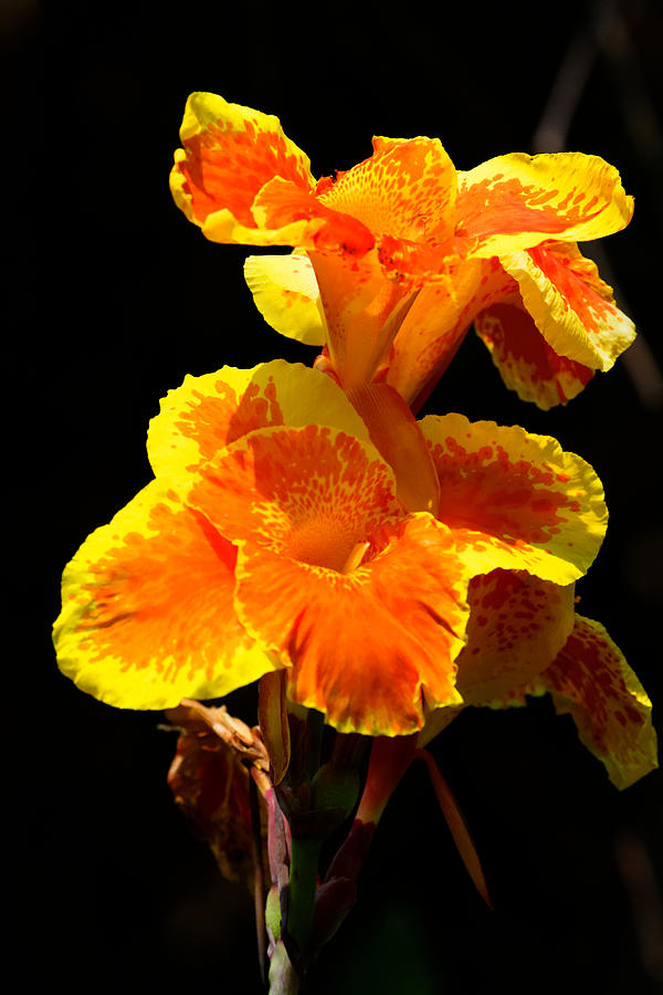 Early Bloomer Photograph by Lone Dakota Photography - Fine Art America