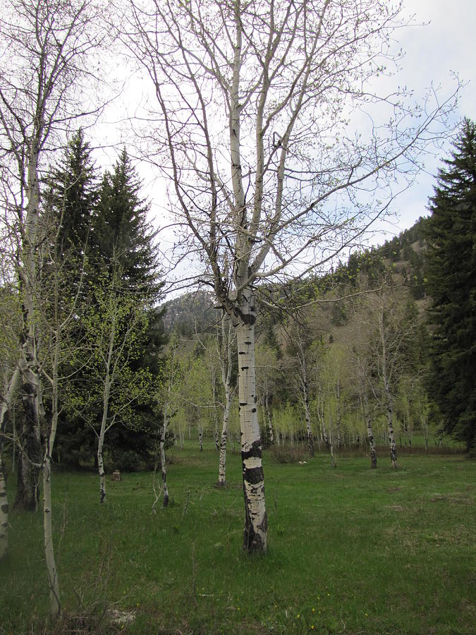 Early Blooms of the Aspen Photograph by Shawn Hughes